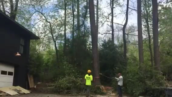 ABC Tree & Landscaping Services photo 2