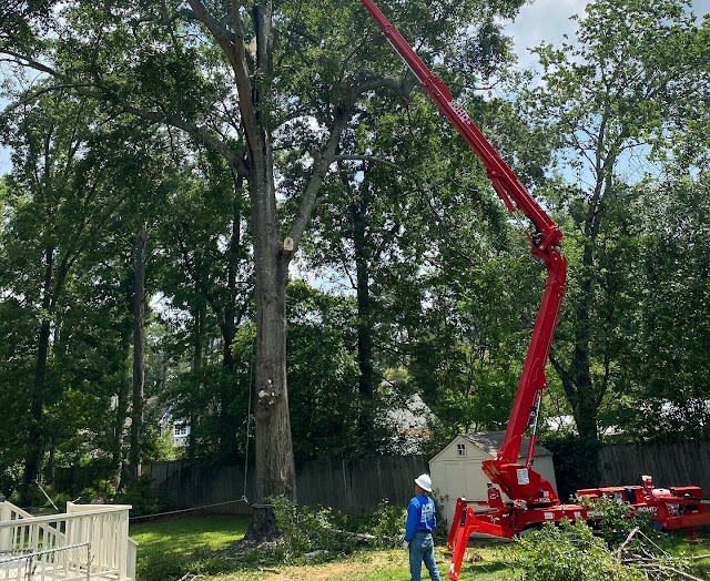 ACE Tree Service photo 2