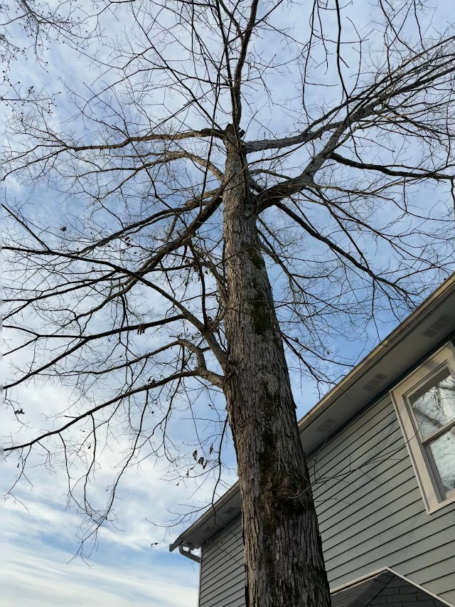 ACE Tree Service photo 3