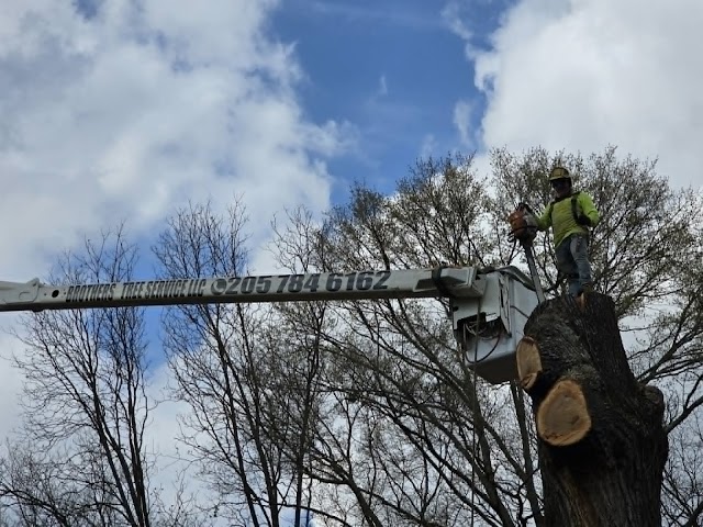 Brothers Tree Service LLC photo 1