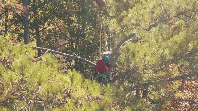 Brothers Tree Service LLC photo 3