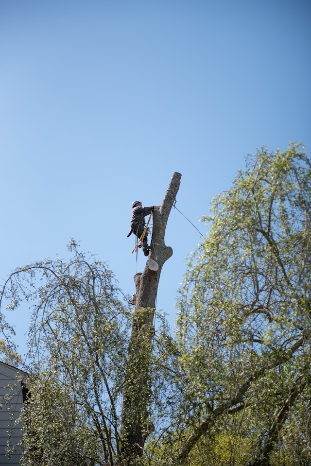 Cahaba River Tree Service photo 1
