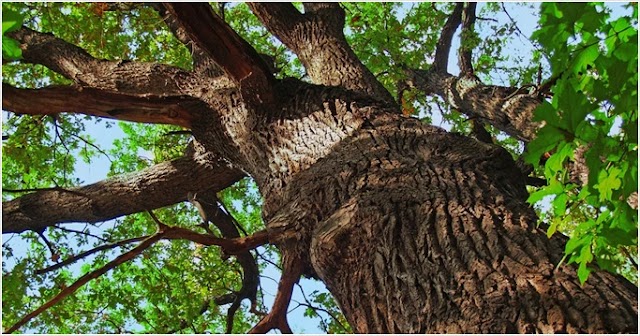 CM Tree photo 1