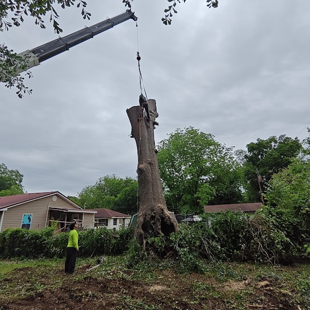 Easy Tree Service photo 1