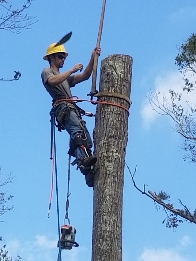 ETS Tree Service photo 1