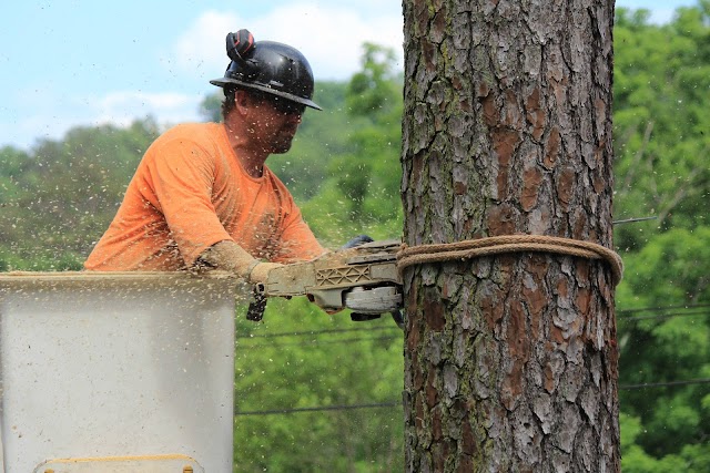 Evans Tree Service, Inc. photo 1