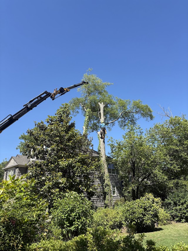 Evans Tree Service, Inc. photo 4