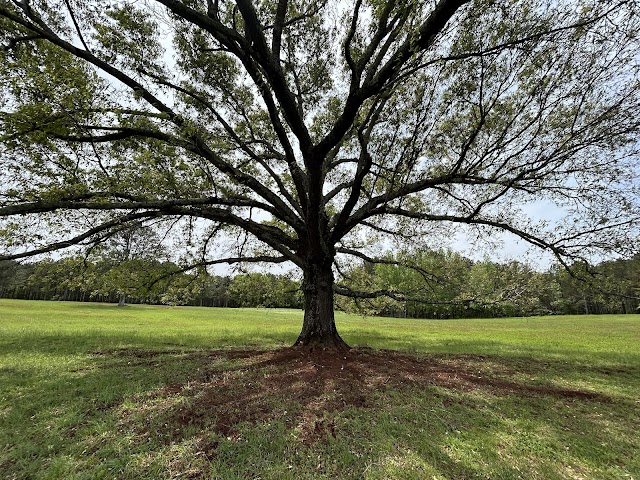 Gray's Tree Services photo 1