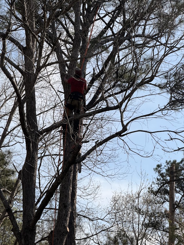 Log and Leaf Tree Service photo 1