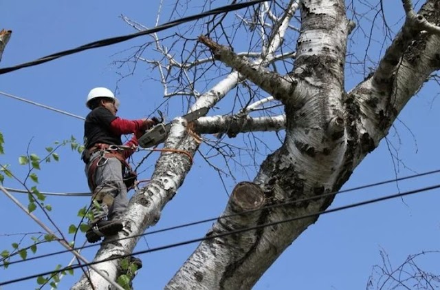 Michael The Tree Cutter Service photo 1