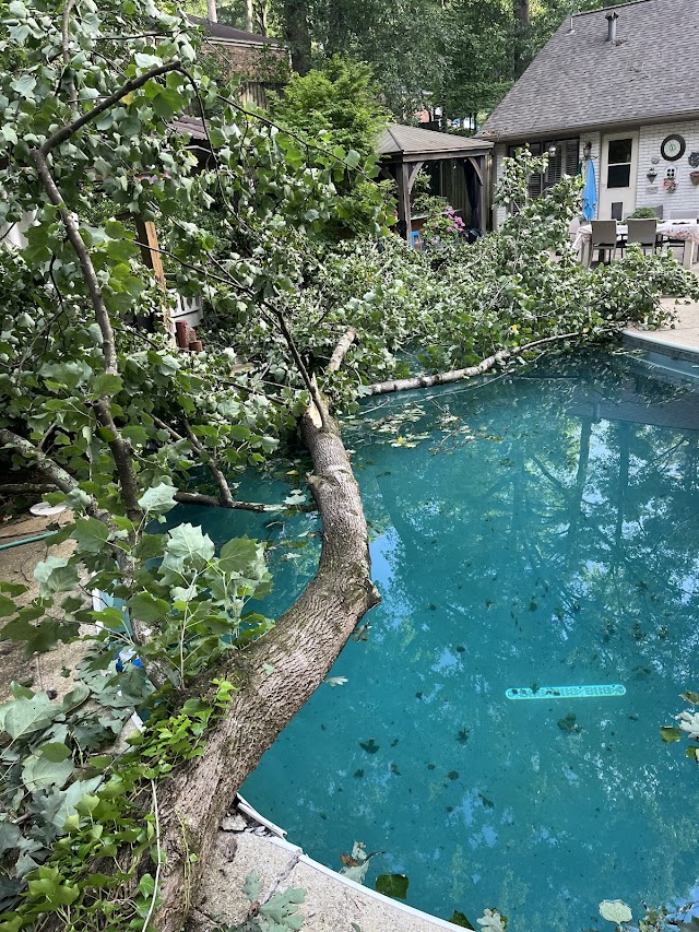 Monster Tree Service of Birmingham photo 2