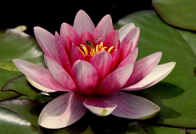 Natural Wellness photo 1