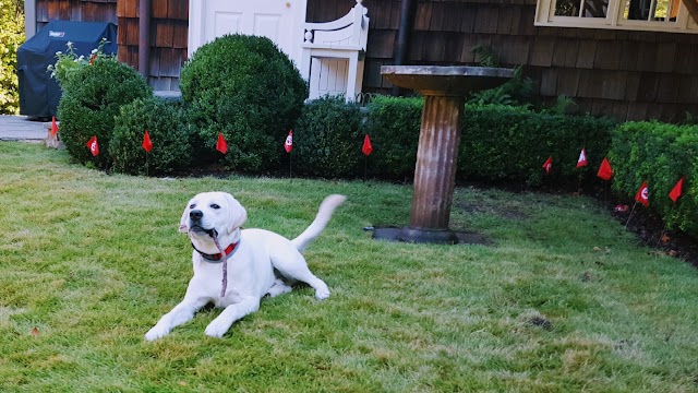 Pet Stop Pet Fence Systems of Alabama photo 1