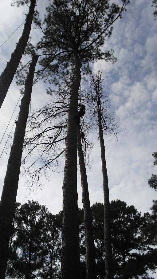 Young's Tree and Stump, Inc. photo 2